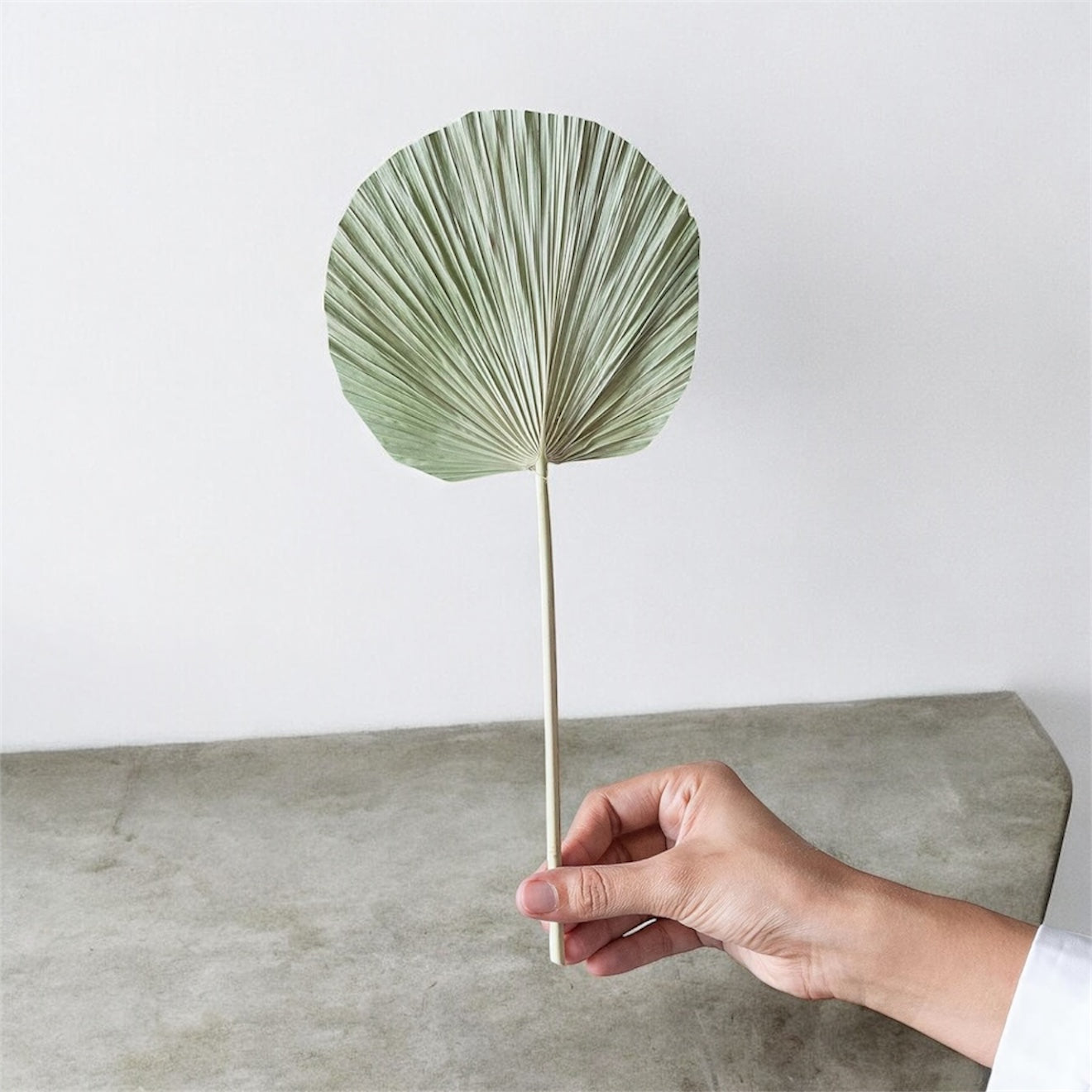 Nook and Places Round Green Palm Leaves (Set of 5)