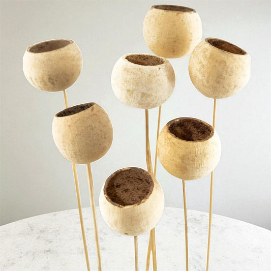 Nook and Places Living Bell Cup Dried Pods | Set of 5 Sticks