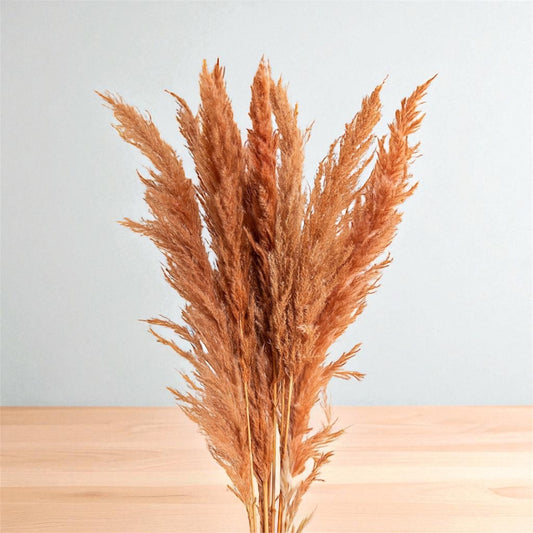 Nook and Places Honey Col Glow Pampas (10 pcs)