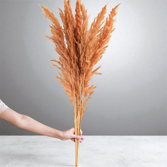 Nook and Places Honey Col Glow Pampas (10 pcs)
