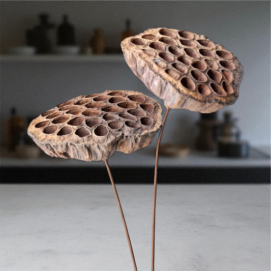 Nook and Places Dried Lotus Pods Set of 3