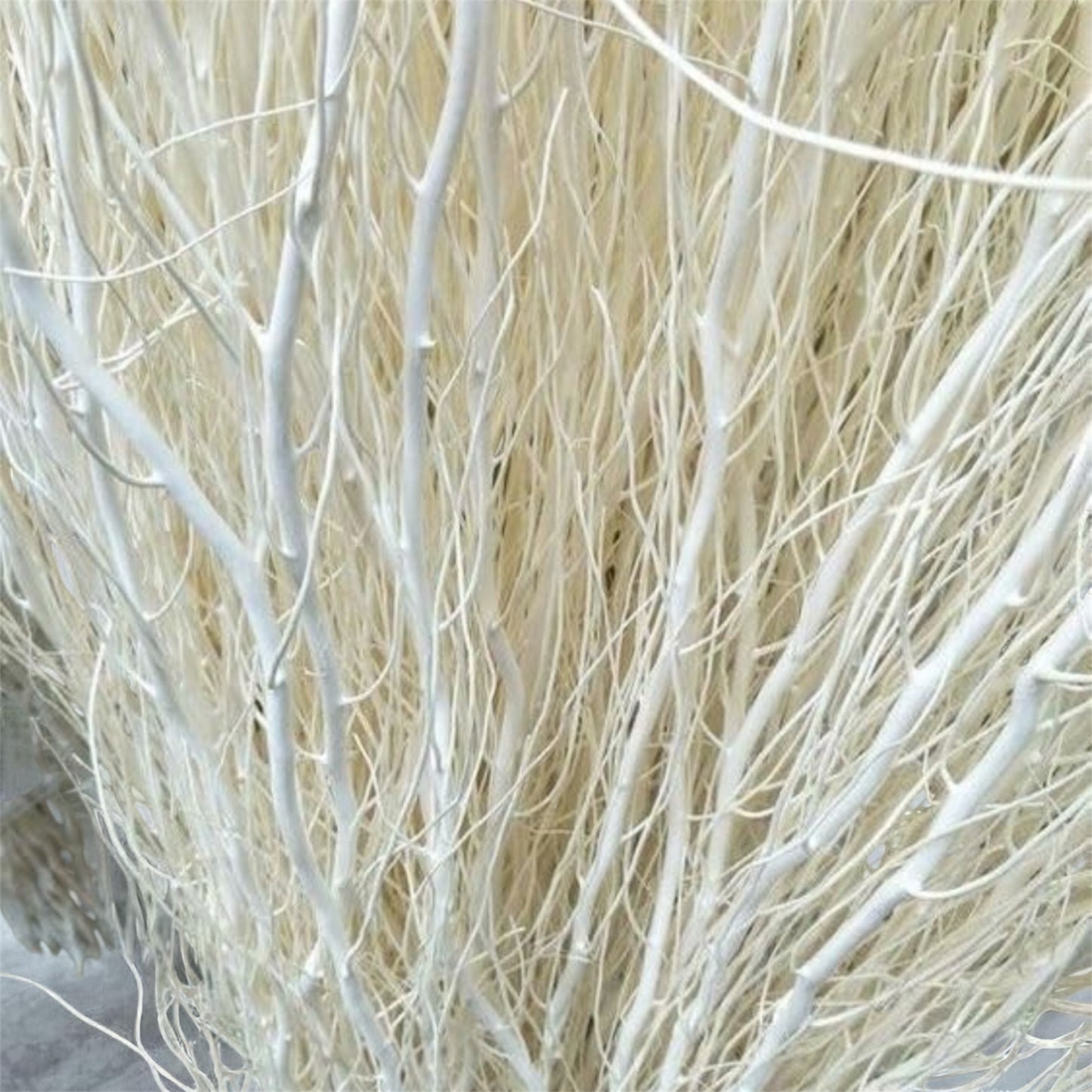 Nook and Places Long Real Dried White Curly