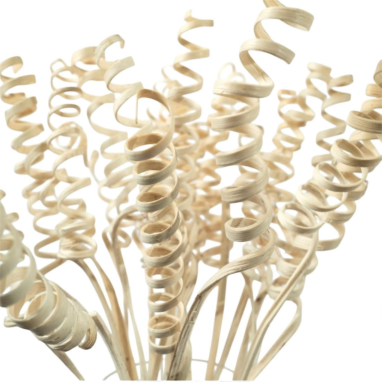 Nook and Places Living Dried Cane Spring | Set of 20 Sticks