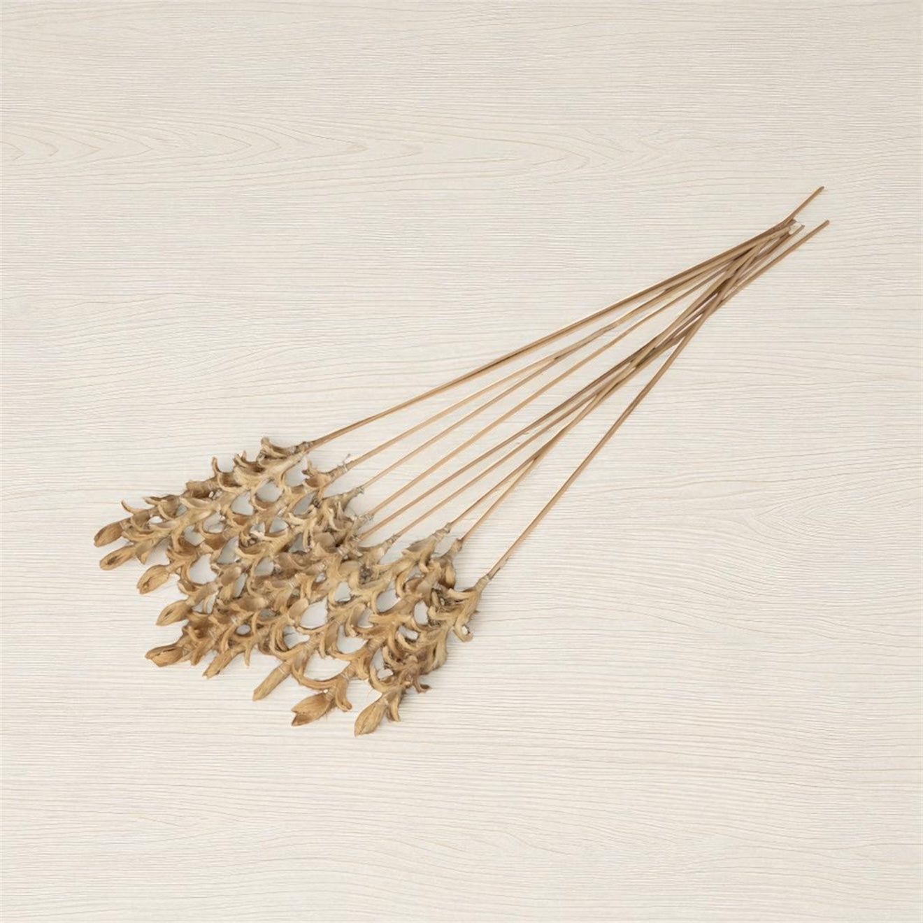 Nook and Places Living Dried Ginger Stems | Set of 10 Sticks (White)