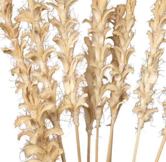 Nook and Places Living Dried Ginger Stems | Set of 10 Sticks (White)