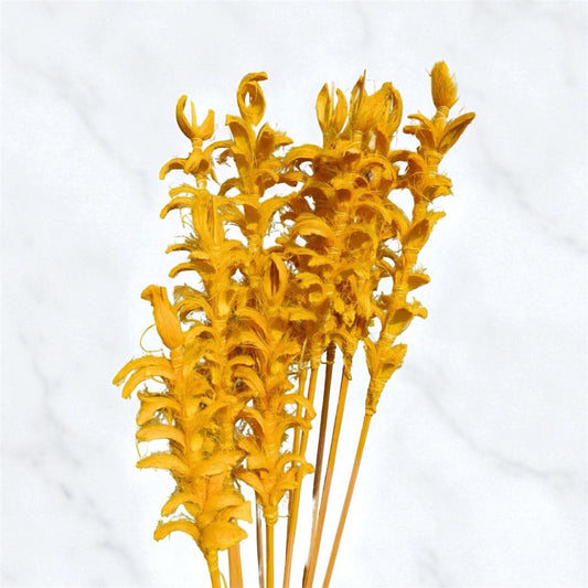 Nook and Places Living Dried Ginger Stems | Set of 10 Sticks (Yellow)