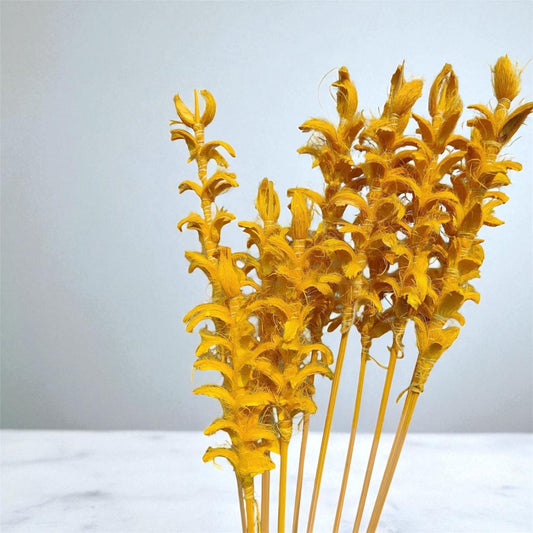 Nook and Places Living Dried Ginger Stems | Set of 10 Sticks (Yellow)