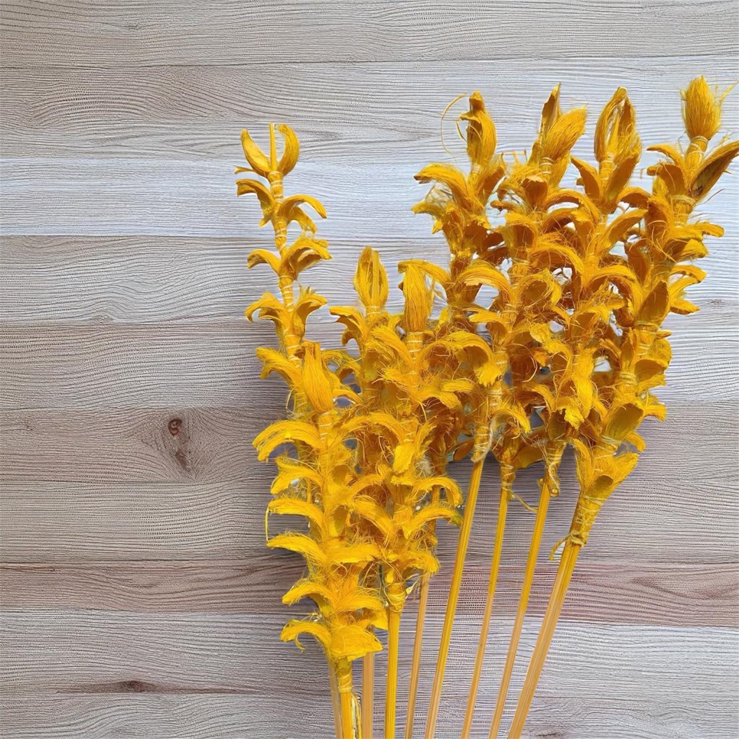 Nook and Places Living Dried Ginger Stems | Set of 10 Sticks (Yellow)