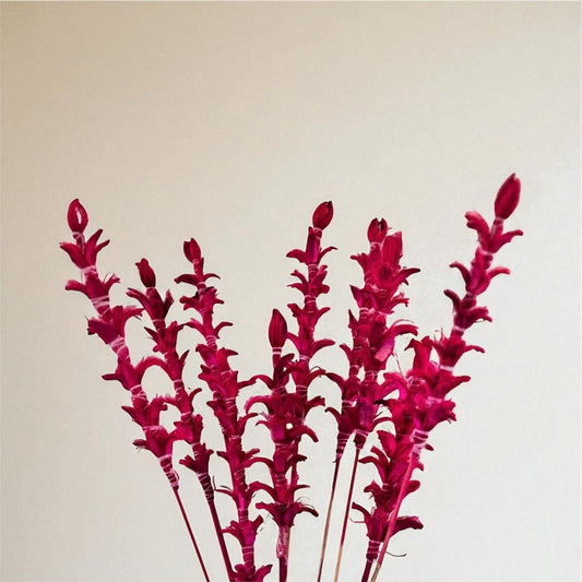 Nook and Places Living Dried Ginger Stems | Set of 10 Sticks (Pink)
