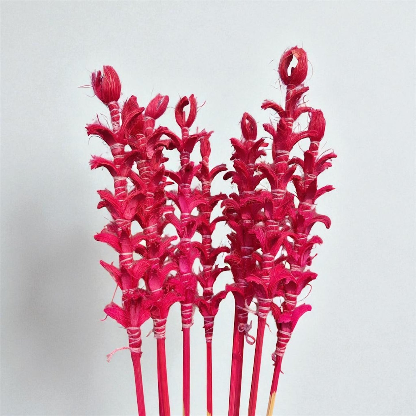 Nook and Places Living Dried Ginger Stems | Set of 10 Sticks (Pink)